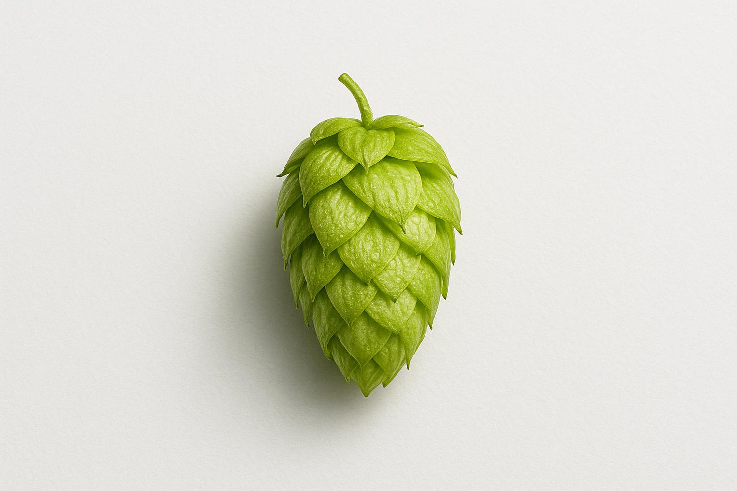 How Hop Compounds Affect Brain Health Over Time