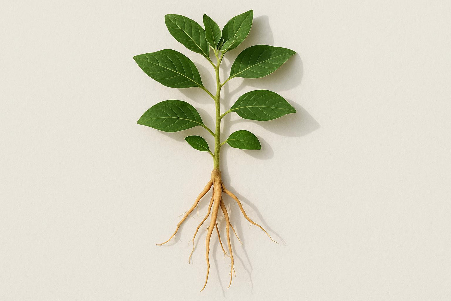 Adaptogens and Stress: Small-Scale Trials