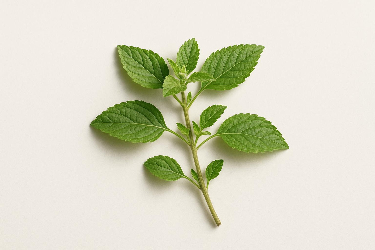 How Adaptogens Support Stress and Focus