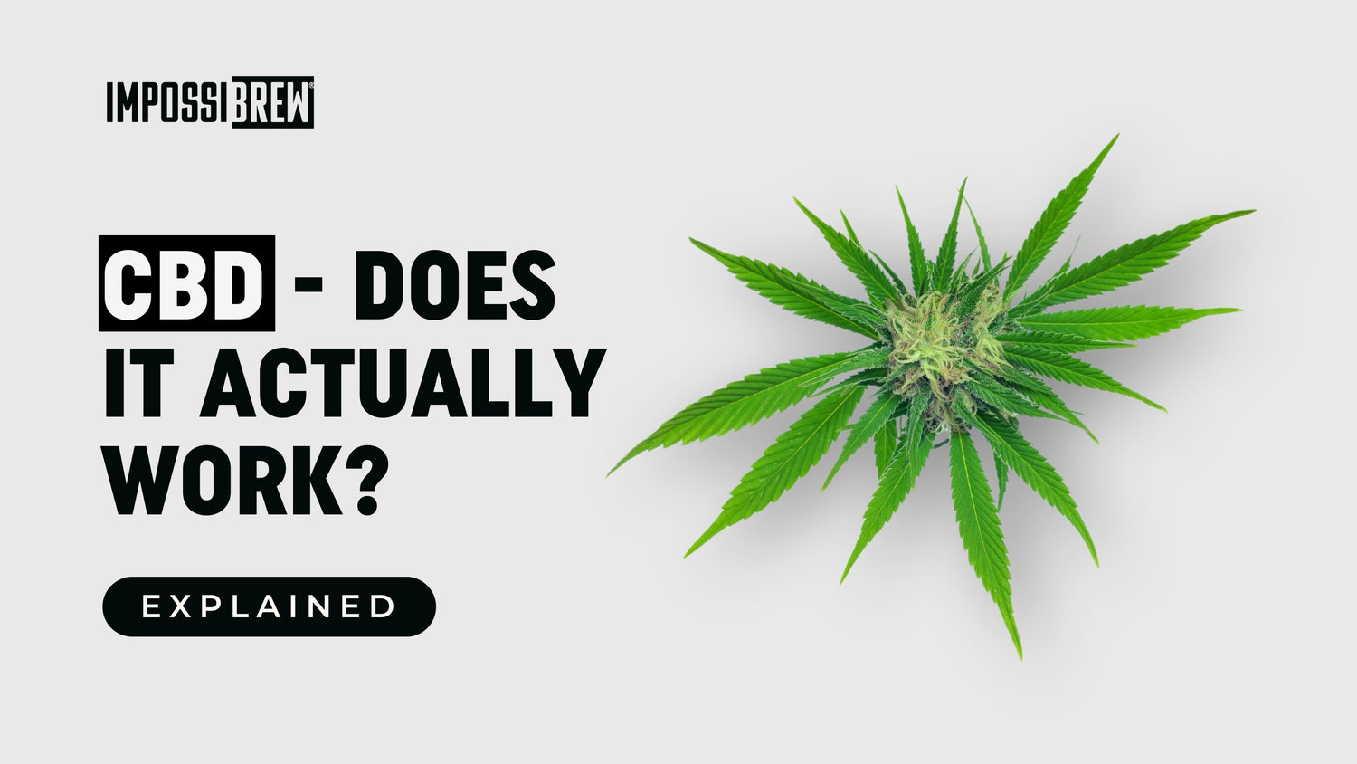 CBD: Does It Actually Work?