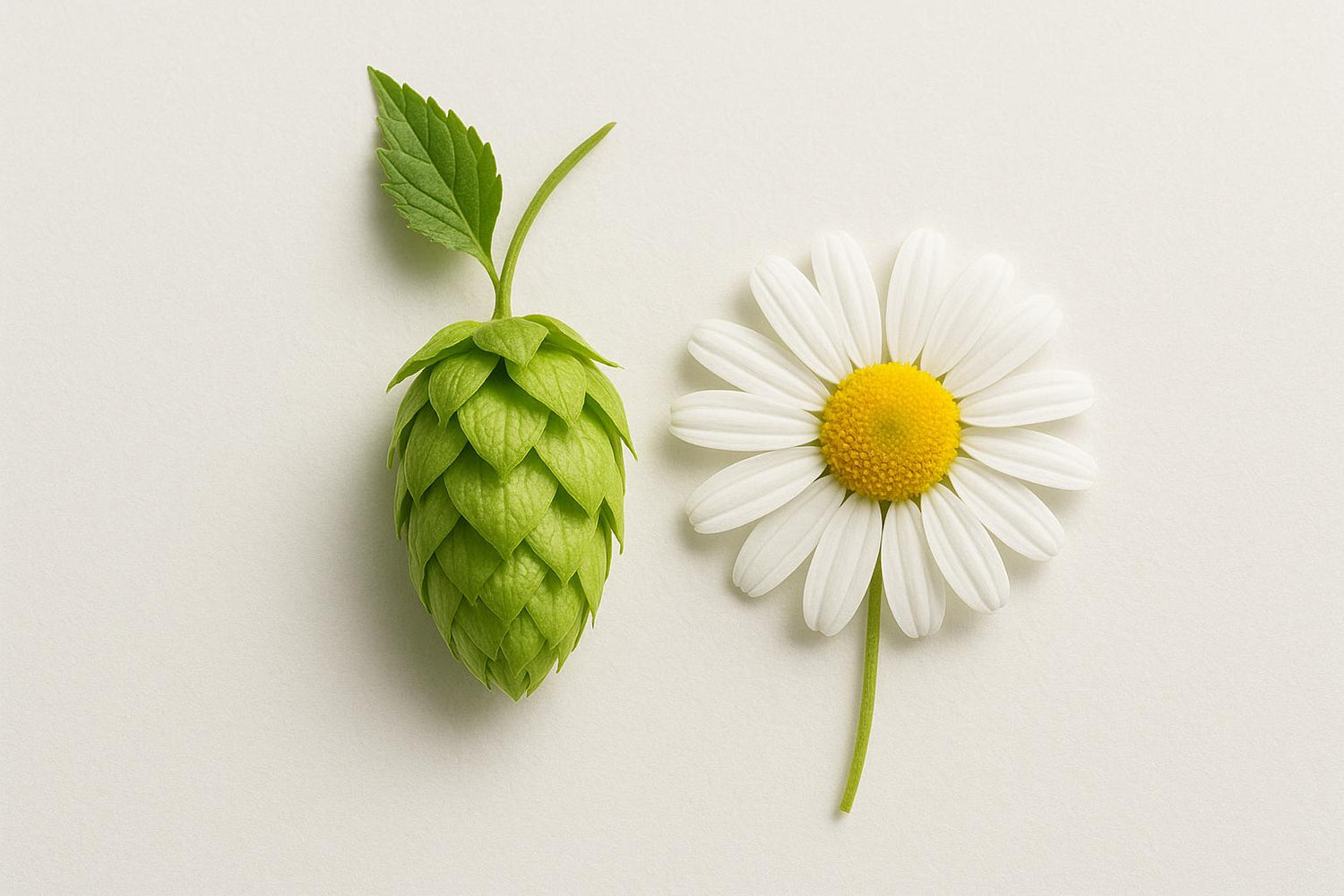 How Ingredients Interact in Functional Beers