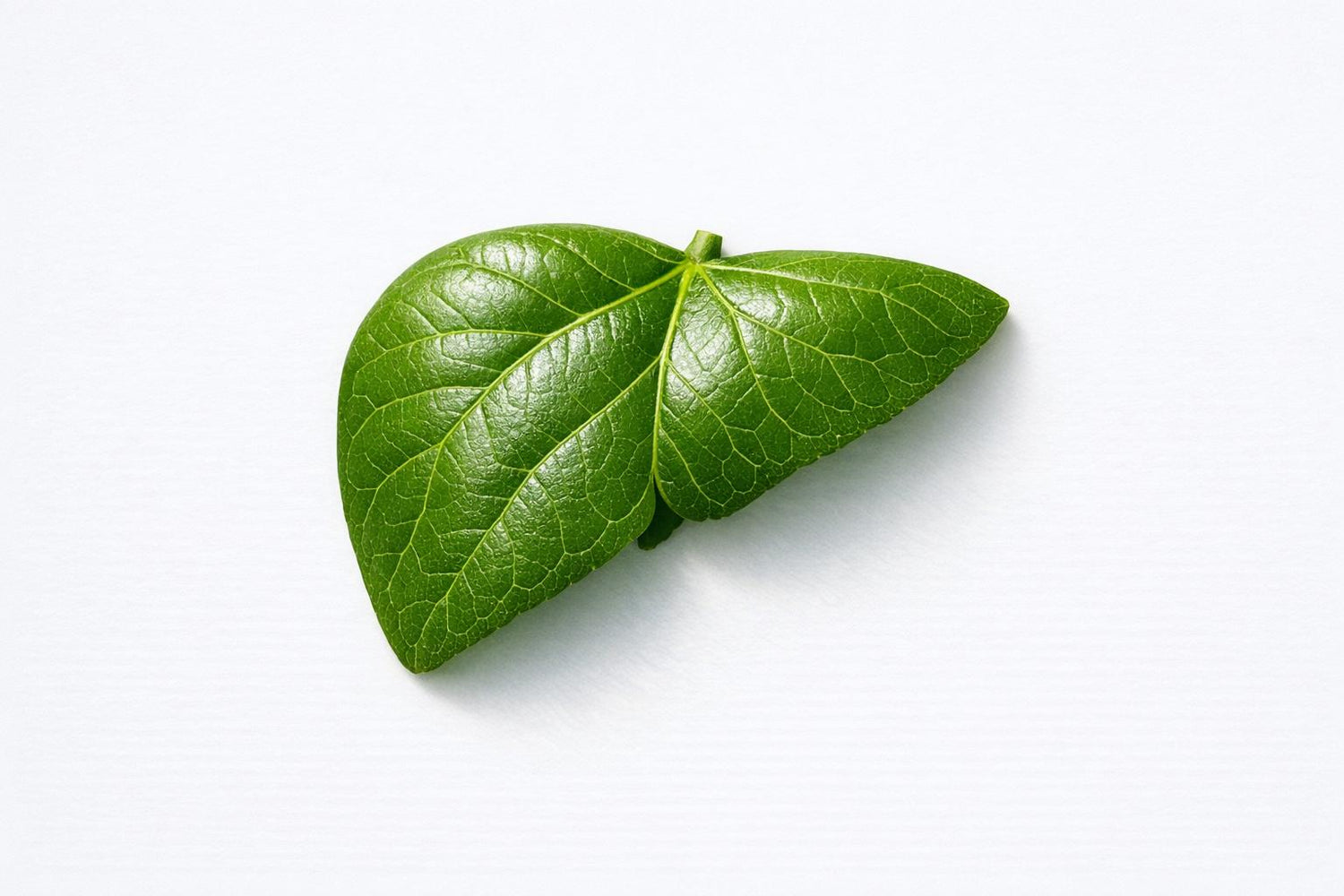 What Happens to Your Liver After 30 Days Without Alcohol